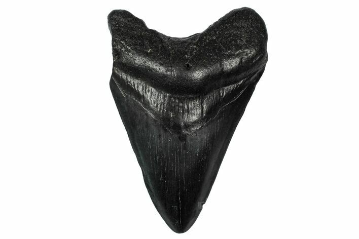 Fossil Megalodon Tooth - South Carolina #340198